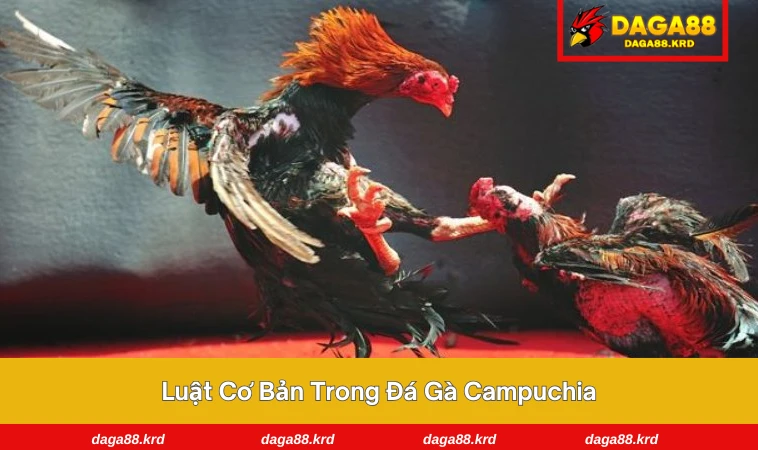 Đá Gà Campuchia – Môn Giải Trí Đầy Kịch Tính Khắp Đông Nam Á 2 Trọng tài cân gà và kiểm tra cựa sắt trước trận đấu