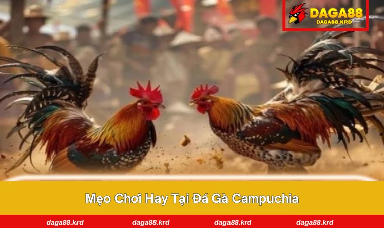 Đá Gà Campuchia – Môn Giải Trí Đầy Kịch Tính Khắp Đông Nam Á 3 Phân tích chiến kê là bước quan trọng để thắng lớn