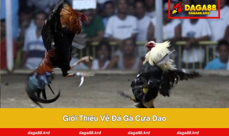 Đá Gà Cựa Dao - Hiểu Luật Chuẩn Xác, Thắng Lớn Dễ Dàng 1 Chiến kê đang chuẩn bị ra trận trong kèo