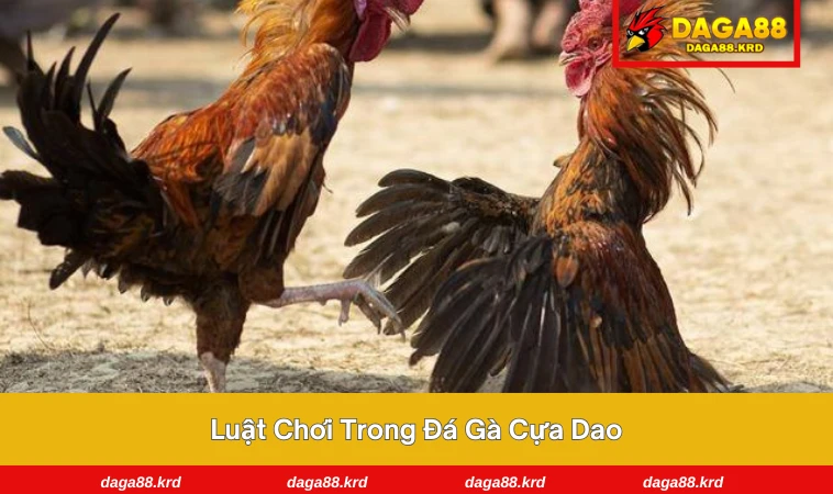 Đá Gà Cựa Dao - Hiểu Luật Chuẩn Xác, Thắng Lớn Dễ Dàng 2 Giám khảo kiểm tra cựa dao trước khi trận đấu