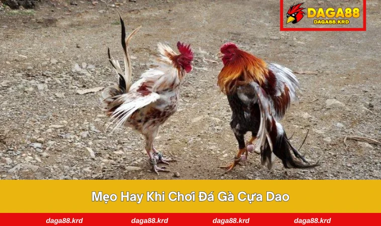 Đá Gà Cựa Dao - Hiểu Luật Chuẩn Xác, Thắng Lớn Dễ Dàng 3 Người chơi đang quan sát phong độ hai chú gà trong trận đấu