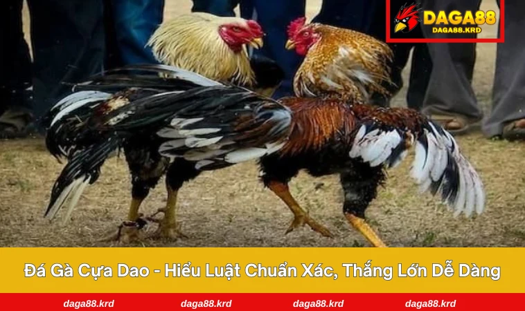 Đá gà cựa dao