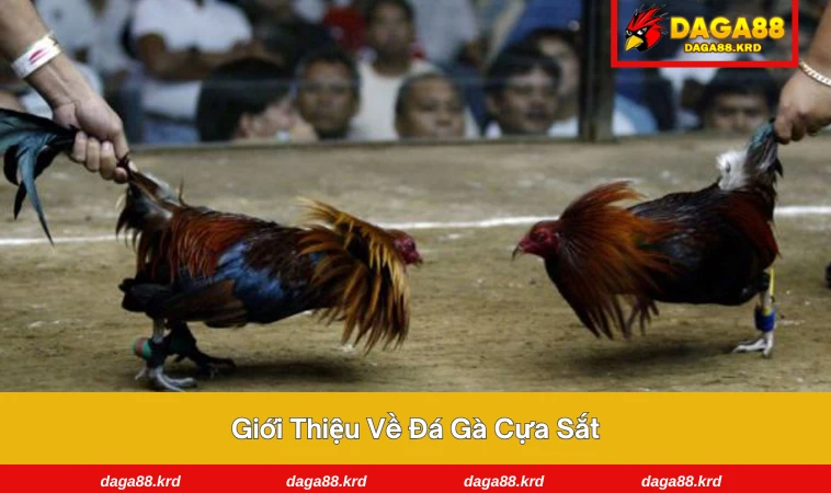 Đá Gà Cựa Sắt - Tìm Hiểu Chi Tiết Về Môn Chơi Đỉnh Cao 1 Trận đá gà gay cấn giữa hai chiến kê đỉnh cao