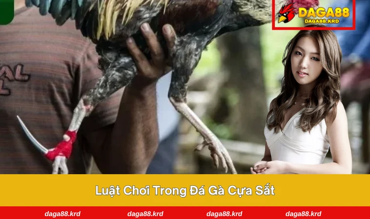 Đá Gà Cựa Sắt - Tìm Hiểu Chi Tiết Về Môn Chơi Đỉnh Cao 2 Cận cảnh kiểm tra cựa sắt trước khi trận đấu bắt đầu