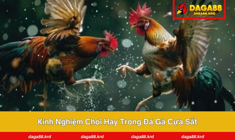 Đá Gà Cựa Sắt - Tìm Hiểu Chi Tiết Về Môn Chơi Đỉnh Cao 3 Người chơi phân tích phong độ gà trước khi đặt cược