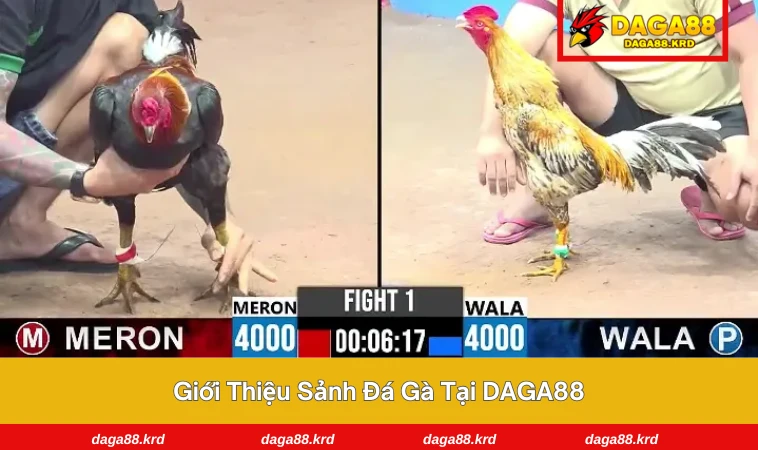 Đá Gà DAGA88 1 Giao diện sảnh phát sóng trực tiếp với chất lượng HD