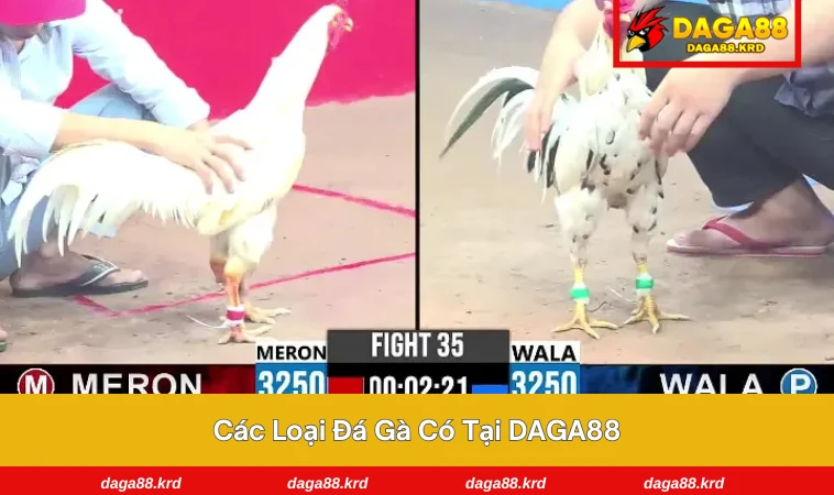 Đá Gà DAGA88 2 Trận đấu đá gà Thomo gay cấn được phát sóng tại sảnh DAGA88