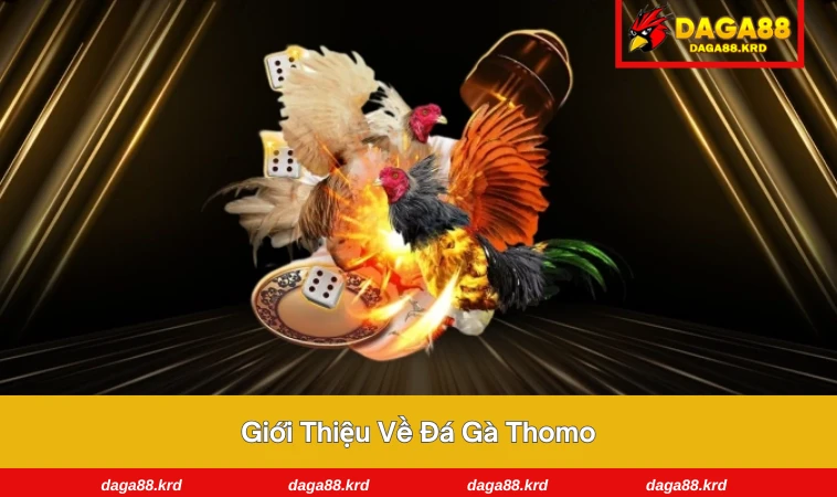Đá Gà Thomo - Bí Quyết Thắng Lớn Từ Trường Gà Nổi Tiếng 1 Trận đấu căng thẳng tại trường gà Thomo nổi tiếng