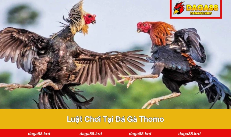 Đá Gà Thomo - Bí Quyết Thắng Lớn Từ Trường Gà Nổi Tiếng 2 Trọng tài kiểm tra gà trước trận tại Thomo