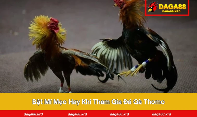 Đá Gà Thomo - Bí Quyết Thắng Lớn Từ Trường Gà Nổi Tiếng 3 Người chơi tập trung quan sát gà tại sới Thomo